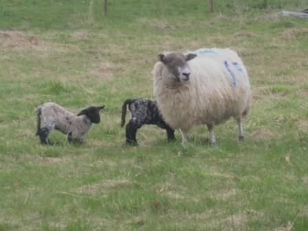 Sheep