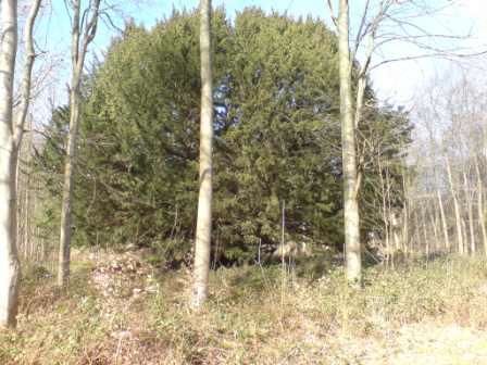 King John's Yew, Coldridge Wood